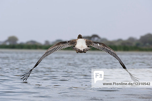 Großer Weißer Pelikan (Pelecanus onocrotalus)  Lake Jipe  Tsavo  Küste  Kenia