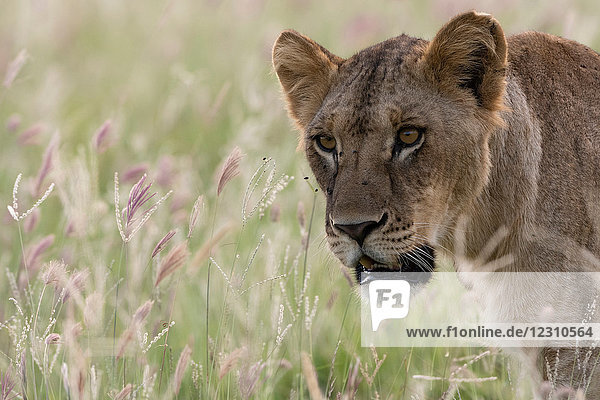 Löwin (Panthera leo) zu Fuss  Tsavo  Küste  Kenia