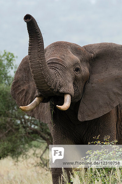 Afrikanischer Elefant (Loxodonta africana)  Tsavo  Küste  Kenia