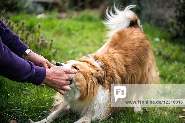 Person playing with pet dog  outdoors