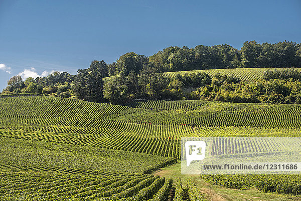 France Grand Est Marne Champagne vineyard in Ecueil Montagne de Reims