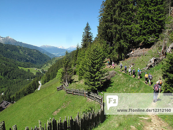 Österreich  Tirol Kuhtai-Tal  eine Gruppe von Wanderern geht im Gänsemarsch auf einem Bergpfad durch Kiefernwälder