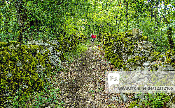 France  Lot  Causses du Quercy regional natural park  Causse de Gramat  Padirac region  forest hiking path bordered by dry-stone law walls