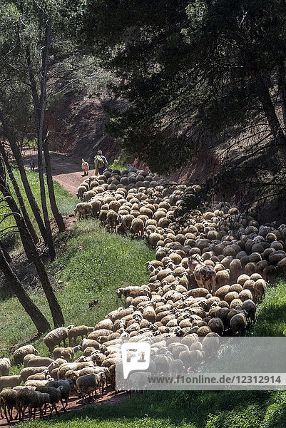 Spanien  Autonome Gemeinschaft Aragonien  Transhumanz von Schafen