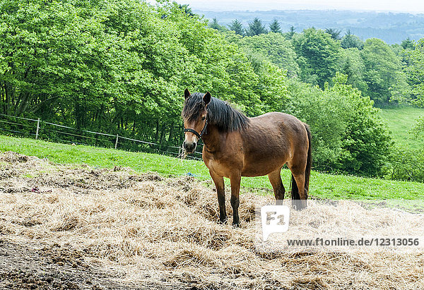 Frankreich,  Bretagne,  Finistere,  Locronan,  Pferd auf einer Weide auf einem Heuhaufen
