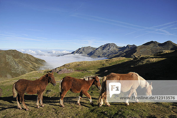 Atlantic pirineas  Bearn  national parc of the pirineas  a mare and 2 foals are walking at the Ayous pass above a misty valley