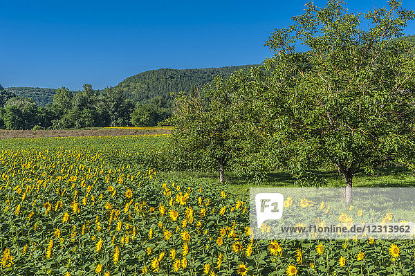 Frankreich  Lot  Regionaler Naturpark Causses du Quercy  unteres Lot-Tal  Walnussbäume und Sonnenblumenfeld entlang des Flusses Lot