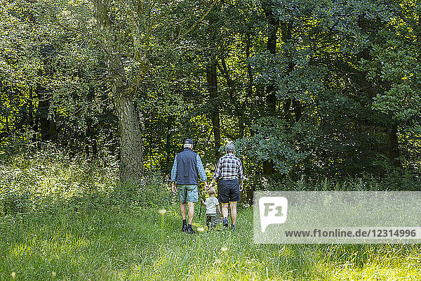 Großeltern gehen mit Enkel (2-3) im Wald spazieren