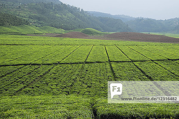 Ruanda  Cyangugu  Teeanbau