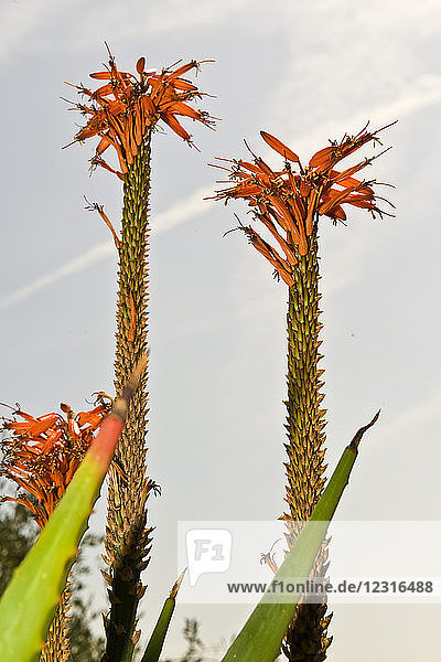 Aloe arborescens  Hanbury Garten  Ventimiglia  Ligurien