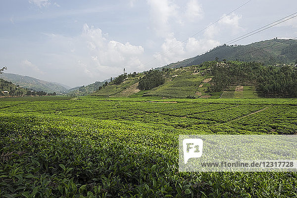 Ruanda  Umgebung von Byumba  Teeanbau