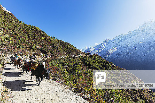 Yak auf dem Weg zum Everest-Basislager  Sagarmatha-Nationalpark  UNESCO-Weltkulturerbe  Khumbu-Tal  Nepal  Himalaya  Asien