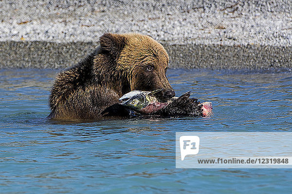 Grizzlybär (Braunbär) (Ursus arctos) am Crescent Lake  Lake Clark National Park and Preserve  Alaska  Vereinigte Staaten von Amerika  Nordamerika