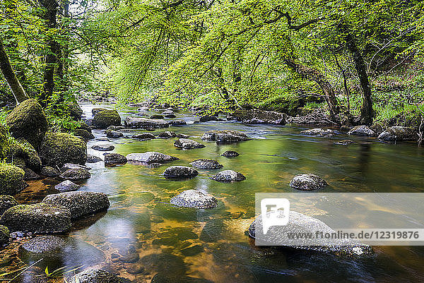Fluss in Dartmoor  Devon  England  Vereinigtes Königreich  Europa