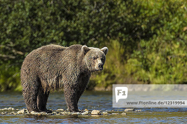 Grizzlybär (Braunbär) (Ursus arctos)  Moraine Creek (Fluss)  Katmai National Park and Reserve  Alaska  USA.
