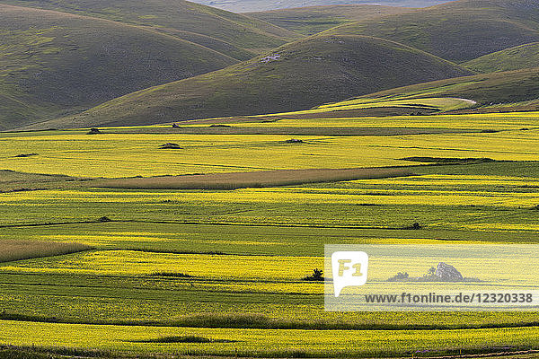 Flowering lentils on the Piano Grande Monte Sibillini National Park Umbria Italy Europe