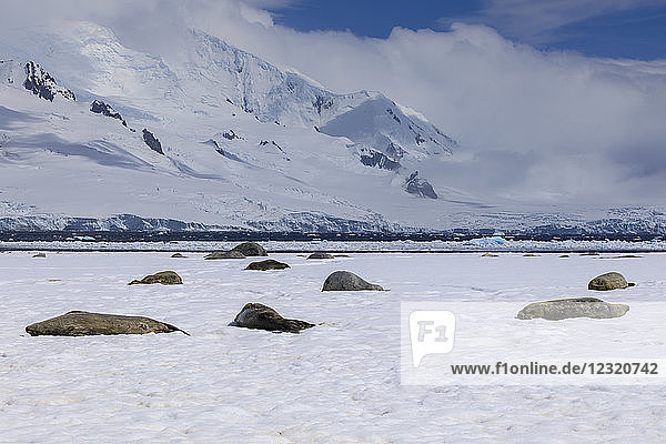 Schlafende Weddellrobben (Leptonychotes weddellii)  Halbmondinsel  Blick auf die Livingston-Insel  Südliche Shetlandinseln  Antarktis  Polarregionen