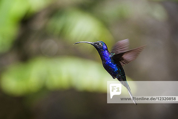 Kolibri im Monteverde-Nebelwald  Provinz Puntarenas  Costa Rica  Mittelamerika