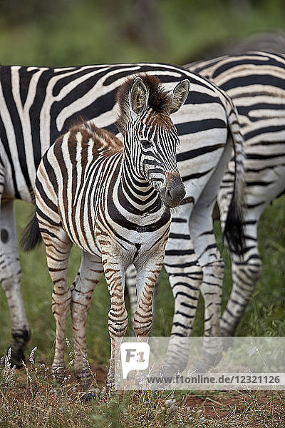 Chapman-Zebra (Steppenzebra) (Equus quagga chapmani) Fohlen  Krüger-Nationalpark  Südafrika  Afrika