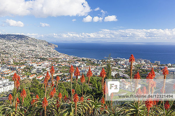 Blick über Funchal  Hauptstadt von Madeira  Stadt und Hafen mit roten Kranz-Aloe-Blüten (Aloe arborescens)  Madeira  Portugal  Atlantik  Europa