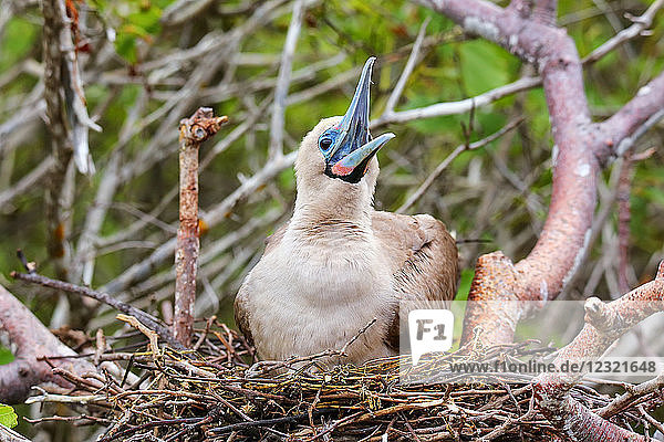 Rotfußtölpel (Sula sula) auf einem Nest sitzend  Insel Genovesa  Galapagos-Nationalpark  Ecuador  Südamerika