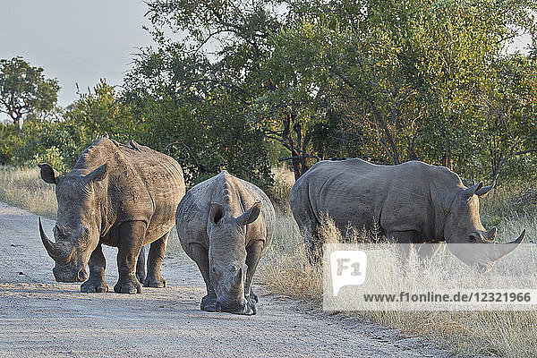 Drei Breitmaulnashörner (Ceratotherium simum)  Kruger National Park  Südafrika  Afrika
