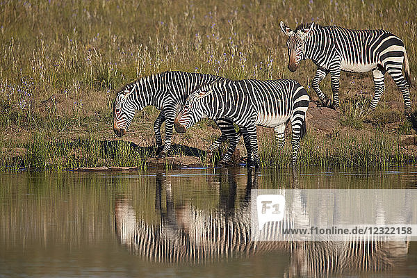 Drei Kap-Bergzebras (Equus zebra zebra) beim Trinken mit Spiegelung  Mountain Zebra National Park  Südafrika  Afrika