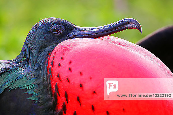 Porträt eines männlichen Fregattvogels (Fregata minor) auf der Insel Genovesa  Galapagos-Nationalpark  Ecuador  Südamerika