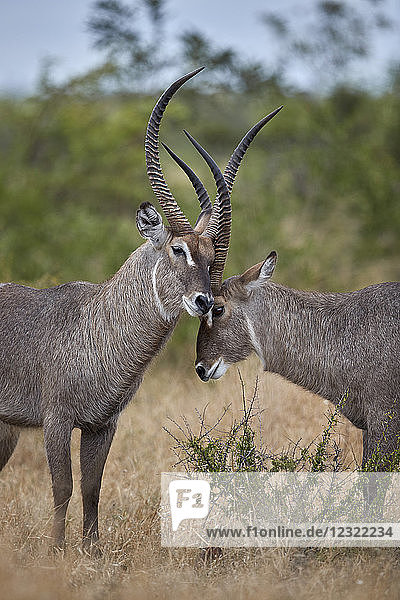 Zwei Wasserböcke (Kobus ellipsiprymnus ellipsiprymnus) grüßen sich gegenseitig  Krüger-Nationalpark  Südafrika  Afrika