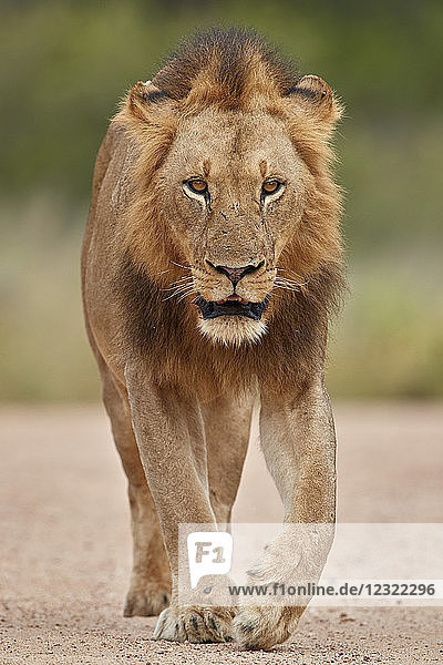 Löwe (Panthera leo)  männlich  Kruger National Park  Südafrika  Afrika