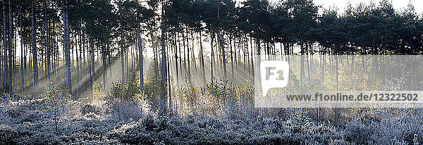 Wald Sonnenstrahlen panorama  Surrey  England  Vereinigtes Königreich  Europa