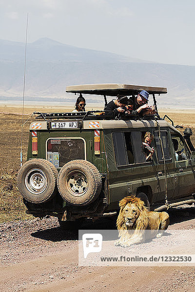 Tourists on a game drive watching a lion (Panthera Leo)  Ngorongoro Crater Conservation Area  UNESCO World Heritage Site  Tanzania  East Africa  Africa