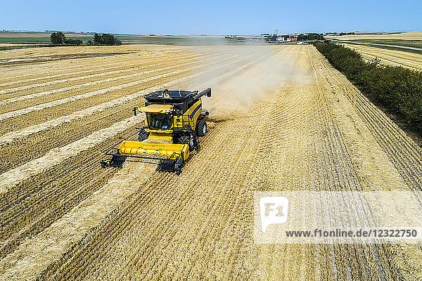 Close-up of a combine collecting lines of cut grain; Beiseker  Alberta  Canada