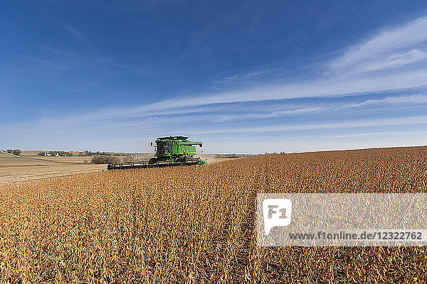 Combine picking beans during soybean harvest  near Nerstrand; Minnesota  United States of America