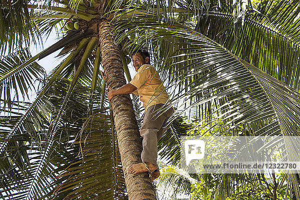 Ein Mann  ein ehemaliger Vietcong-Soldat  klettert auf eine Palme  um Kokosnüsse im Mekong-Delta zu sammeln; My Long  Tien Giang  Vietnam