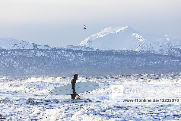 Surfer with surfboard entering Kachemak Bay  South-central Alaska; Homer  Alaska  United States of America