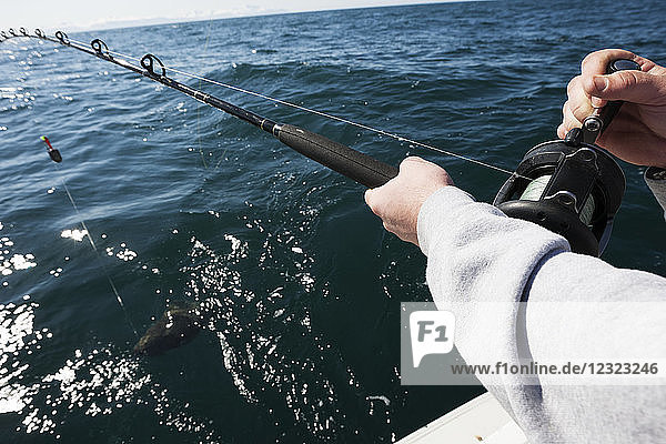 Close-up of a man holding a fishing rod with a halibut on the hook in Kachemak Bay  South-central Alaska; Homer  Alaska  United States of America