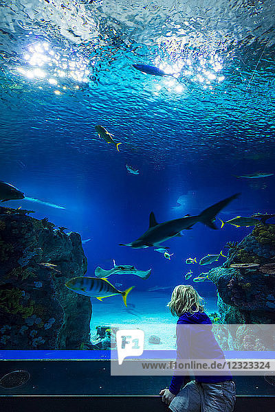 Boy watching fish in tunnel of huge tank in the Blue Planet Aquarium; Copenhagen  Denmark