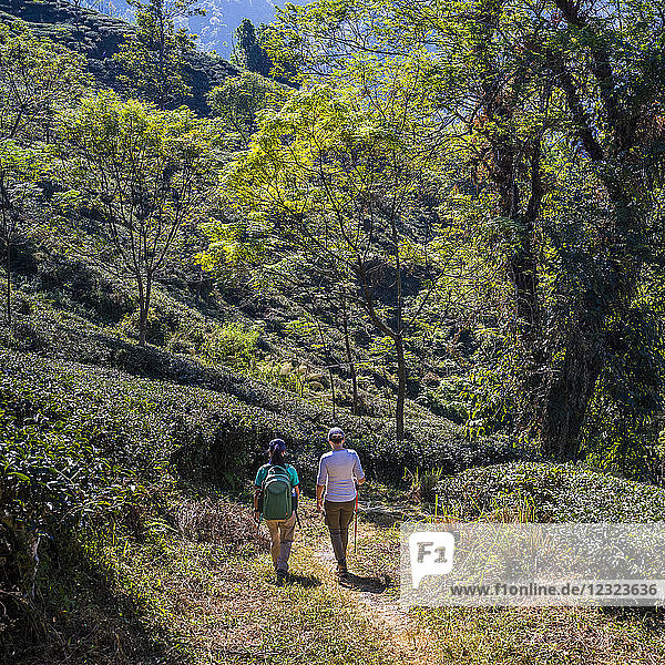 Zwei Frauen gehen einen Weg im Kambal-Teegarten entlang; Westbengalen  Indien