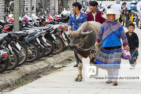 Hmong-Frau und Wasserbüffel auf dem Sonntagsmarkt; Bac Ha  Lao Cai  Vietnam