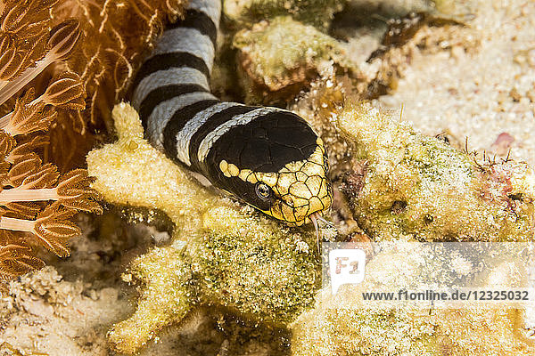 Giftige gebänderte Gelblippen-Seeschlange (Laticauda colubrina)  auch als Seekrait bekannt: Philippinen