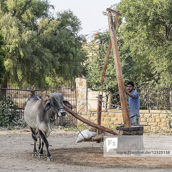 Kuh läuft im Kreis  um ein von Menschenhand gefertigtes Gerät zu drehen; Jaisalmer  Rajasthan  Indien