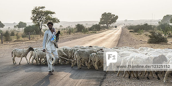 Ein Mann hütet eine Schafherde über eine Straße; Damodara  Rajasthan  Indien