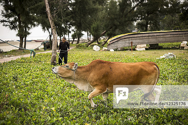 A farmer with his cow tied to a tree; Mong Cai  Quang Ninh Province  Vietnam