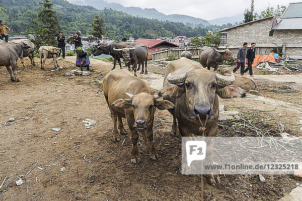 Wasserbüffel zum Verkauf auf dem Sonntagsmarkt; Bac Ha  Lao Cai  Vietnam