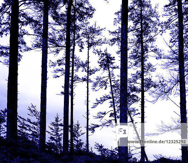 Silhouettierte alte Bäume gegen einen bewölkten Himmel; Haida Gwaii  British Columbia  Kanada