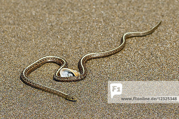 Seeschlange (Hydrophiinae) auf dem Sand mit einer Muschel  Coos Bay; Charleston  Oregon  Vereinigte Staaten von Amerika