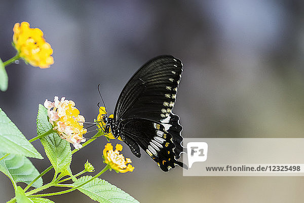 Schmetterling  der sich auf den gelben Blüten einer Pflanze ausruht  Kuang Si Wasserfälle; Luang Prabang  Laos