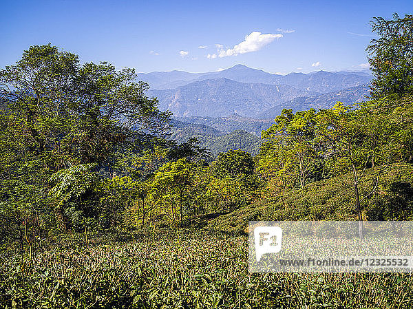 Kambal Tea Garden; Westbengalen  Indien