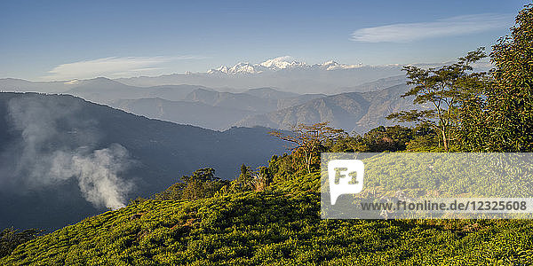 Glenburn ist ein himmlischer kleiner Rückzugsort auf einer Teeplantage  die auf einem Hügel über den Ufern des Flusses Rungeet liegt  hoch im Himalaya  überragt von der mächtigen Kanchenjunga-Bergkette  Tukdh Tea Garden; Darjeeling  Westbengalen  Indien